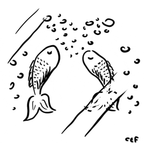 Fish Love GIF