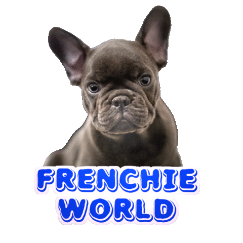 Frenchie World Sticker for iOS & Android | GIPHY