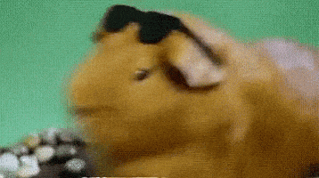 Guinea Pig Reaction Gif By Moodman Find Share On Giphy