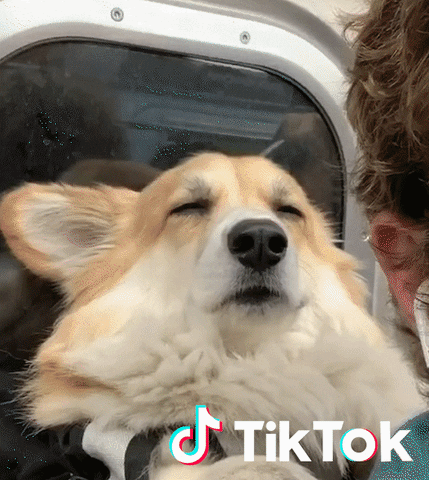 Sleepy Dog GIF by TikTok France