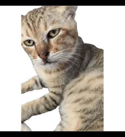 Cat Wtf GIF
