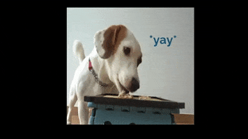 Jack Russell Beagle GIF by WoofWaggers