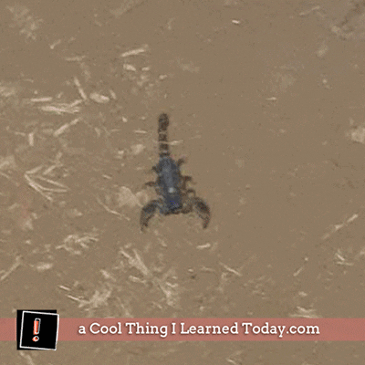 Light GIF