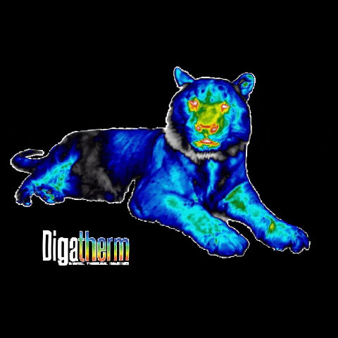 Digatherm tiger roar thermal thermography GIF