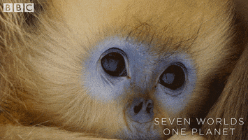 Baby Monkey GIF by BBC Earth