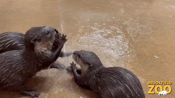 Playing Play Time GIF by Brookfield Zoo