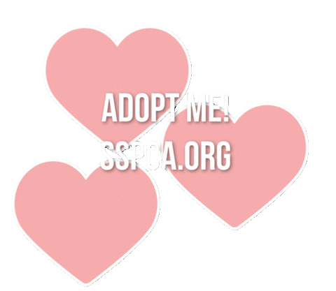 Adopt Sticker by Sacramento SPCA