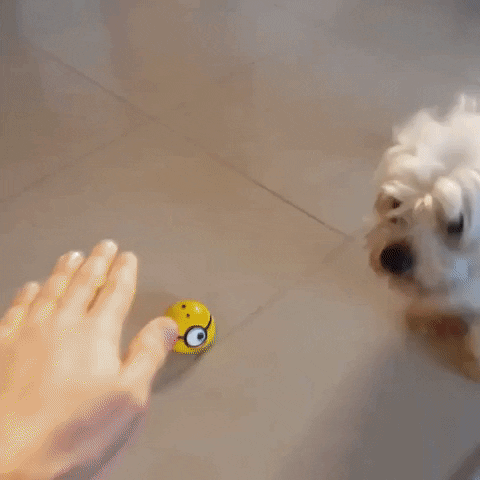 Woofchewy GIF