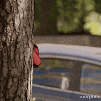 Spying Spider-Man GIF by Morphin