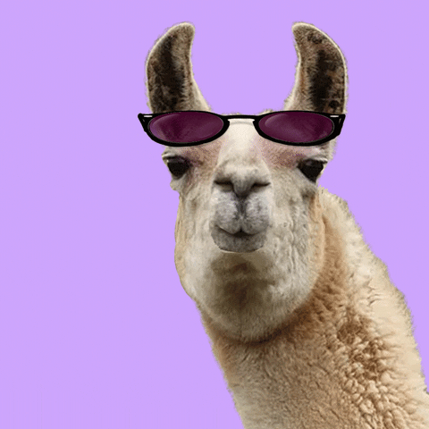 Video gif. A llama tilts its head back, then tips it forward while a pair of sunglasses on its nose move in sync. Text, Cool.