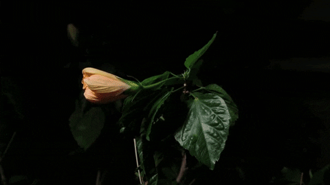 flower hibiscus GIF