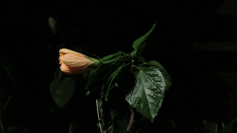 Our Comprehensive Botanical Witchipedia 10 flower hibiscus GIF