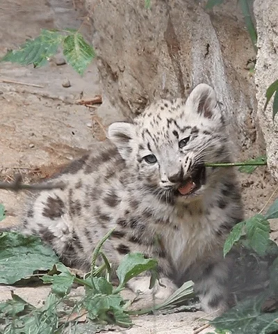 snow leopard chew GIF