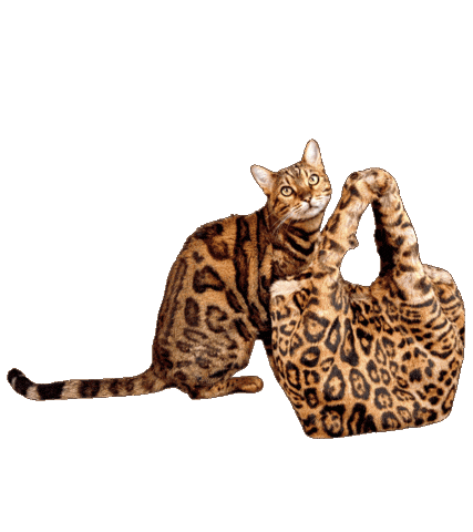 Bengal Cat Shopping Sticker by Kitty Fuchs