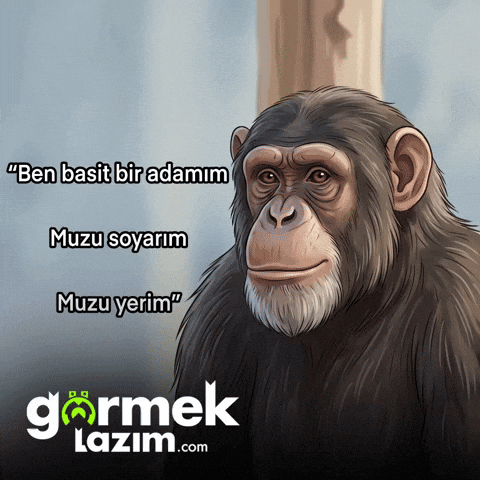 Maymun GIF by Görmek Lazım