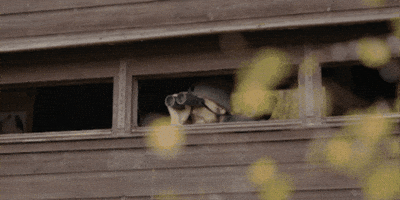 Binoculars Birding GIF by HawkeLife