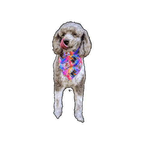 Poodle Pride Dog Sticker by Geekster Pets