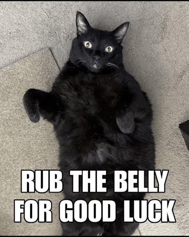 Black Cat GIF