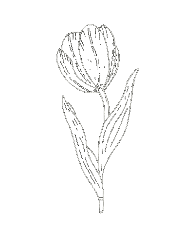 Illustration Flower Sticker