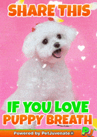 Puppy Love You Pj Petjuvenate GIF by PetJuvenate - PJ