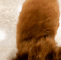 Dog Poodle GIF