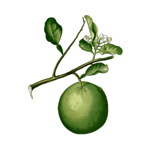 Full Circle Gin Sticker by fullcircledistillers