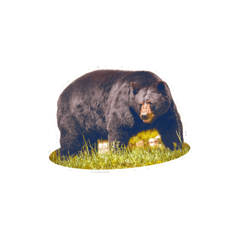 Bear Wvu Sticker by WestVirginiaU