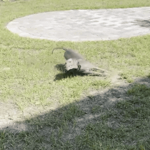Dog Zoomies GIF