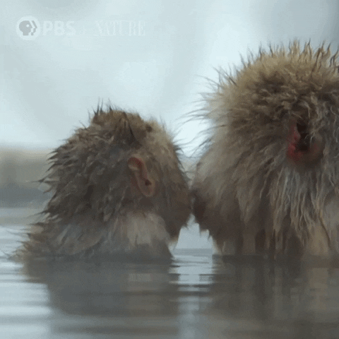 Pbs Nature Monkey GIF by Nature on PBS