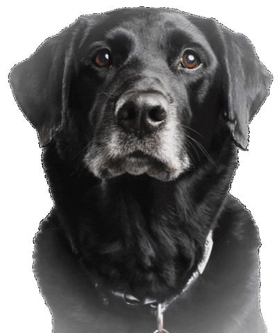 Black Dog Blacklab Gif By Black Lab Brewing - Find &Amp; Share On Giphy