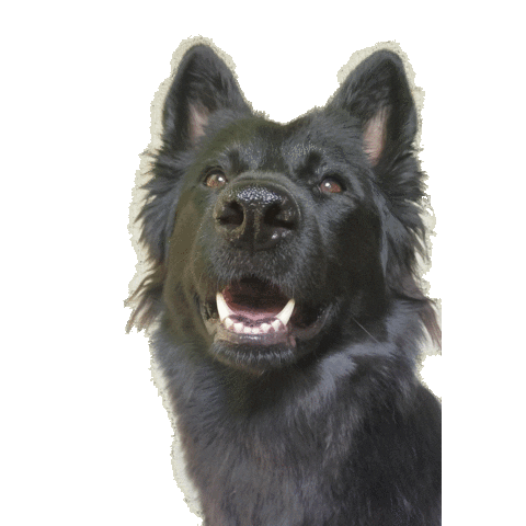 Ehondenschool Sticker