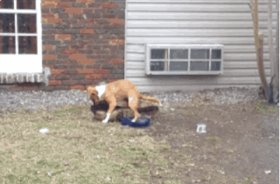 Dog Fuck Animated Gif - Dog sex GIFs - Get the best GIF on GIPHY