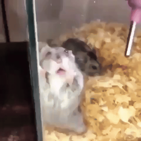 Tongue GIF