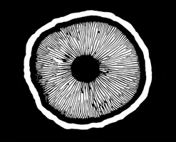 oklahomafungi science eye circle interesting GIF