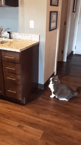 Video gif. A large cat stands in a kitchen next to a counter, and winds up to jump up on top of it. It looks coiled like a spring, but barely makes it halfway up the cabinet, and immediately gives up and walks away. 