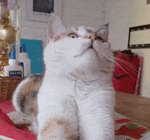 Kuki GIF
