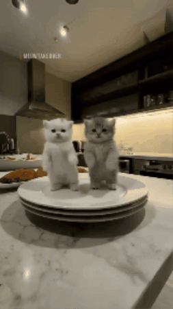 Cat GIF