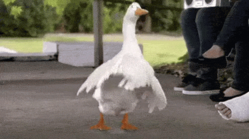 goose