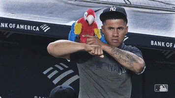 New York Sport GIF by New York Yankees