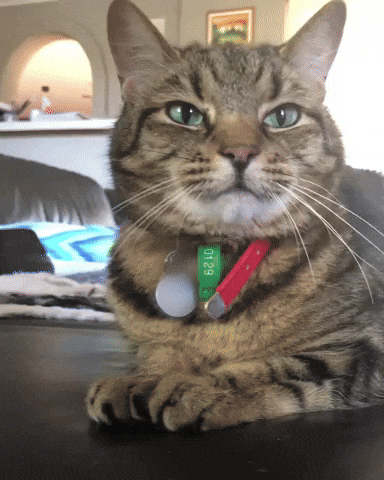 Cats GIF