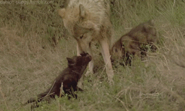 wolf cub GIF