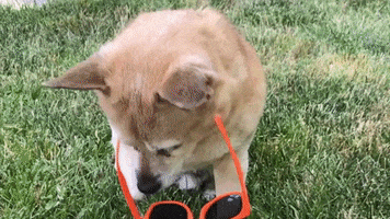 Dog Reaction GIF by Best Friends Animal Society