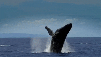 Humpback Whale Falling GIF by Oceana