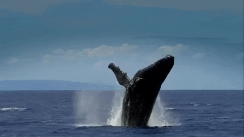 Humpback Whale Falling GIF by Oceana - Find & Share on GIPHY