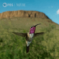 Animation-of-bird-flying GIFs - Get the best GIF on GIPHY