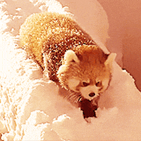 Red Panda Tail Gifs Get The Best Gif On Giphy