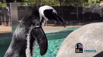 Penguin GIF