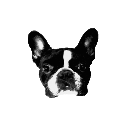 French Bulldog Dog Sticker by ILLO