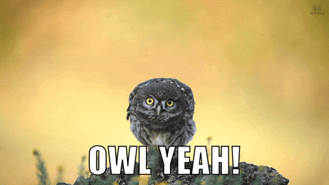 Owl Yeah GIFs - Get the best GIF on GIPHY