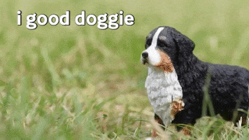 Well Done Dog GIF by Skint Dressage Daddy